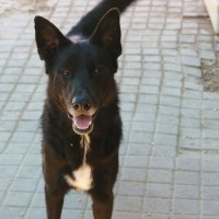 Hez - Dog